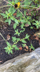 Acalypha