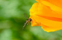 Toxomerus vertebratus