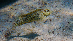 Parablennius sanguinolentus