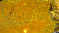 Crustodontia chrysocreas