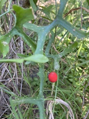 Ibervillea macdougalii