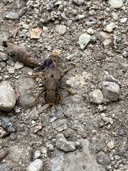 Platydracus maculosus