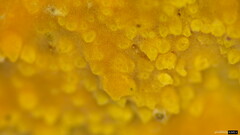 Crustodontia chrysocreas