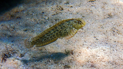 Parablennius sanguinolentus