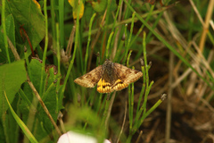 Euclidia glyphica