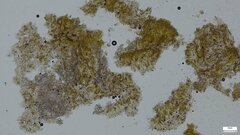 Crustodontia chrysocreas