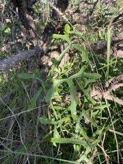 Ibervillea macdougalii