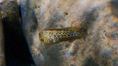 Parablennius sanguinolentus