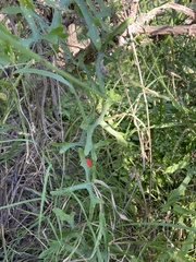 Ibervillea macdougalii