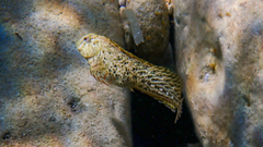 Parablennius sanguinolentus