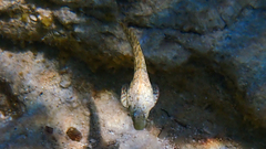 Parablennius sanguinolentus