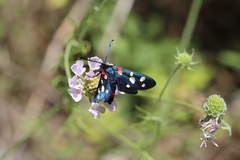 Zygaena ephialtes