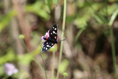 Zygaena ephialtes