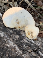 Trametes lactinea