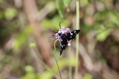 Zygaena ephialtes