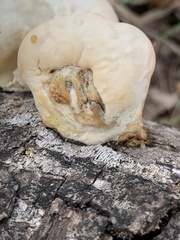 Trametes lactinea