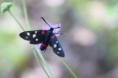 Zygaena ephialtes