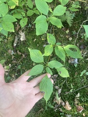 Cornus alternifolia