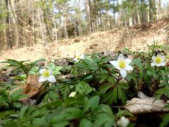 Anemonoides nemorosa