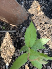 Ulmus alata