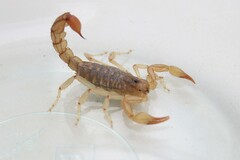 Paravaejovis spinigerus