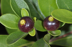 Psychotria