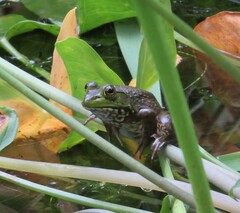 Lithobates catesbeianus