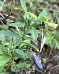 Crotalaria sagittalis