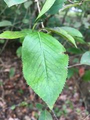 Viburnum prunifolium