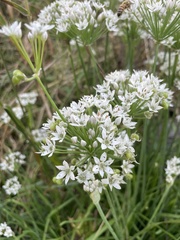 Allium tuberosum