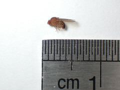 Drosophila immigrans