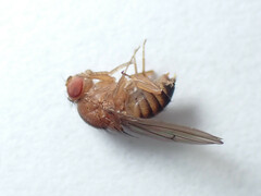 Drosophila immigrans