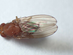 Drosophila immigrans