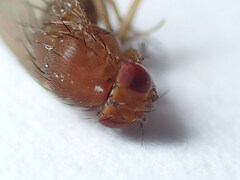 Drosophila immigrans