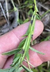 Crotalaria sagittalis