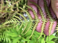 Thelypteris palustris pubescens