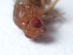 Drosophila immigrans
