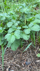 Potentilla reptans