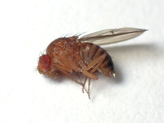 Drosophila immigrans