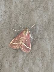 Pyrausta volupialis