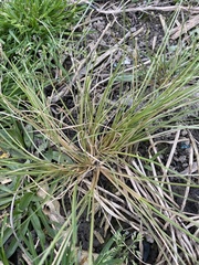 Poa cita