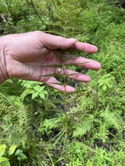 Thelypteris palustris pubescens