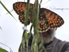 Melitaea