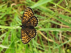 Melitaea