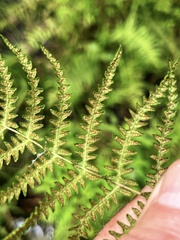 Thelypteris palustris pubescens