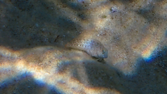 Parablennius sanguinolentus