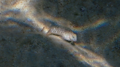 Parablennius sanguinolentus