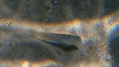 Parablennius sanguinolentus