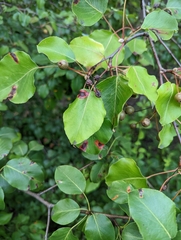 Gymnosporangium sabinae