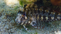 Parablennius gattorugine